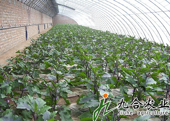 全鋼架日光溫室