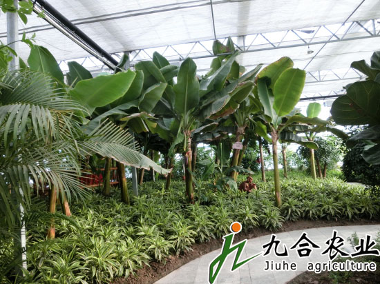 江蘇如皋現(xiàn)代農(nóng)業(yè)生態(tài)園（PC板智能連棟溫室）