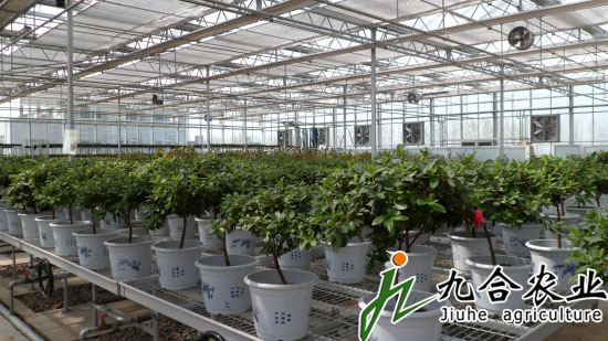 山東淄博古齊生態(tài)園（陽光板智能連棟溫室）