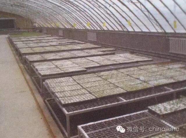 智能溫室內(nèi)的育苗苗床