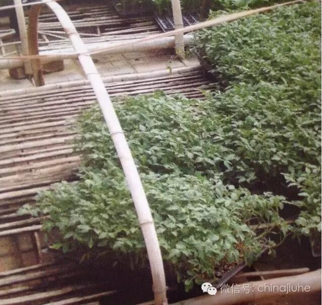 過低的育苗苗床
