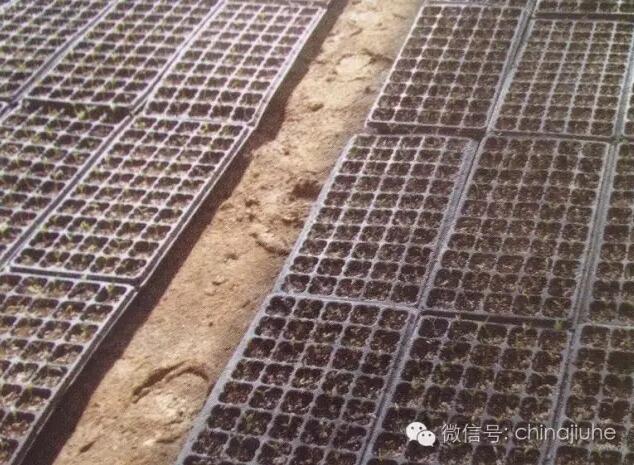 放在地面上的育苗穴盤正在育苗