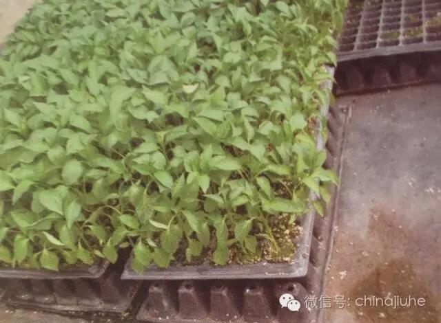 穴盤下面反墊同樣大小的穴盤
