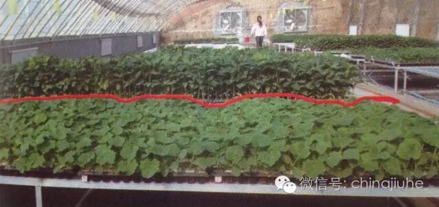長勢不齊的穴盤育苗