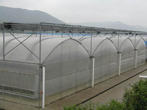 連棟薄膜溫室大棚